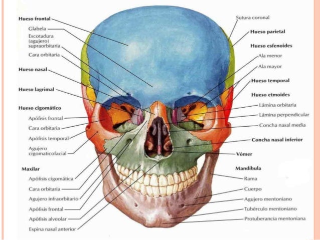 Accidentes Anatomicos De Los Huesos Del Craneo