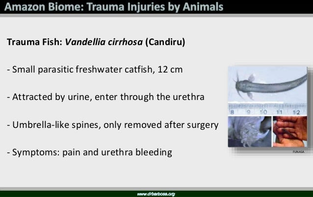 Accidents With Animals Of Medical Interest In Brazil 16 Accidents With Animals Of Medical Interest In Brazil 16