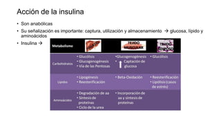 Acción de la insulina
• Son anabólicas
• Su señalización es importante: captura, utilización y almacenamiento  glucosa, lípido y
aminoácidos
• Insulina 
 