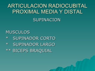 ARTICULACION RADIOCUBITAL PROXIMAL MEDIA Y DISTAL SUPINACION  MUSCULOS *  SUPINADOR CORTO *  SUPINADOR LARGO ** BICEPS BRAQUIAL  