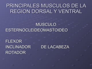 PRINCIPALES MUSCULOS DE LA REGION DORSAL Y VENTRAL MUSCULO ESTERNOCLEIDEOMASTOIDEO FLEXOR INCLINADOR  DE LACABEZA ROTADOR  