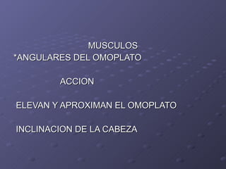MUSCULOS *ANGULARES DEL OMOPLATO ACCION ELEVAN Y APROXIMAN EL OMOPLATO INCLINACION DE LA CABEZA 