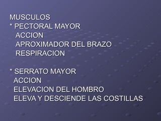 MUSCULOS * PECTORAL MAYOR ACCION  APROXIMADOR DEL BRAZO RESPIRACION * SERRATO MAYOR ACCION ELEVACION DEL HOMBRO ELEVA Y DESCIENDE LAS COSTILLAS 