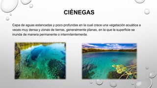 CIÉNEGAS
Capa de aguas estancadas y poco profundas en la cual crece una vegetación acuática a
veces muy densa y zonas de tierras, generalmente planas, en la que la superficie se
inunda de manera permanente o intermitentemente.
 