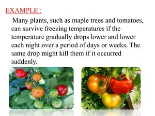 best water for plants Simply the Best Houseplant Watering Can (1 Liter) main image 0