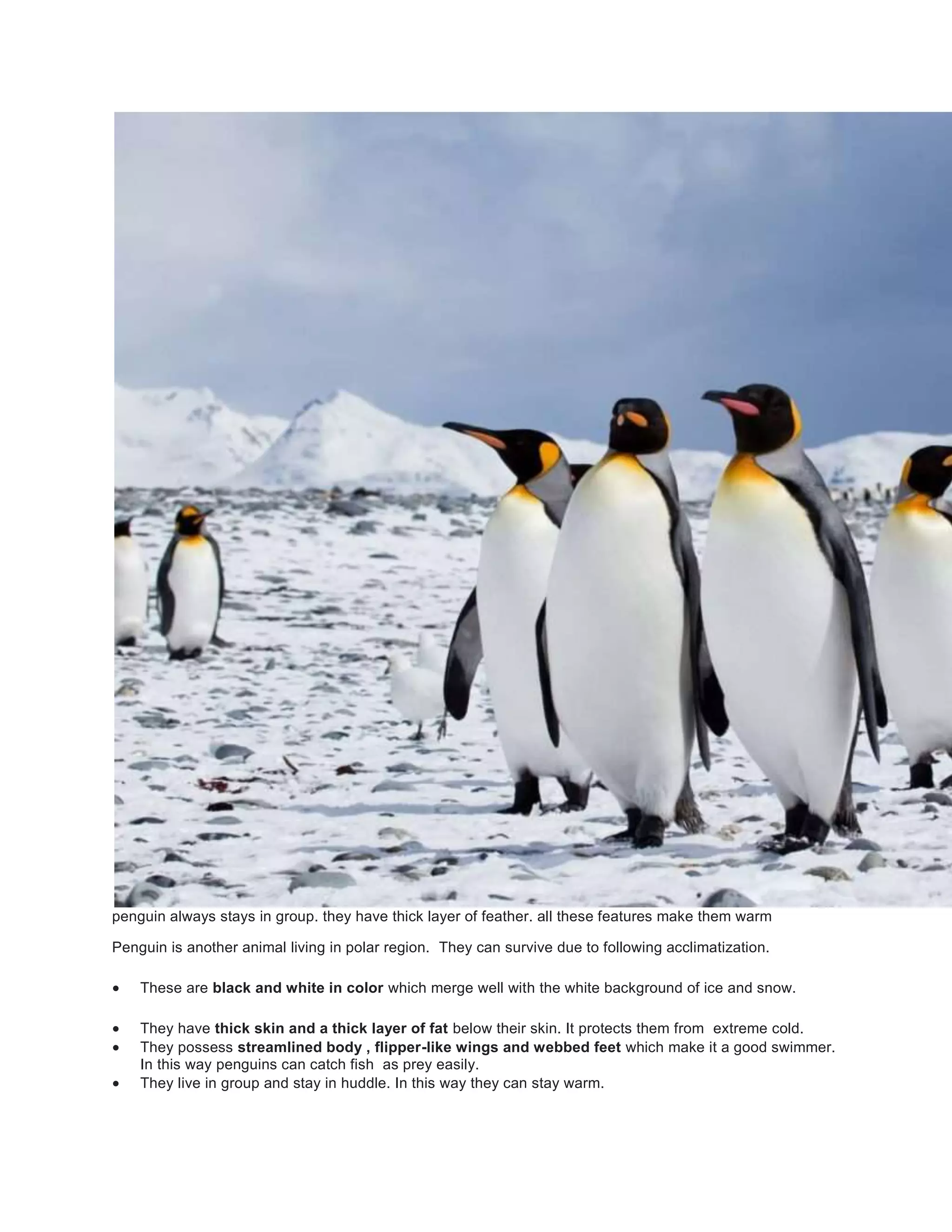 penguin always stays in group. they have thick layer of feather. all these features make them warm
Penguin is another animal living in polar region. They can survive due to following acclimatization.
 These are black and white in color which merge well with the white background of ice and snow.
 They have thick skin and a thick layer of fat below their skin. It protects them from extreme cold.
 They possess streamlined body , flipper-like wings and webbed feet which make it a good swimmer.
In this way penguins can catch fish as prey easily.
 They live in group and stay in huddle. In this way they can stay warm.
 