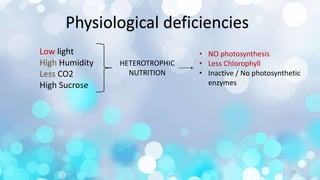 Physiological deficiencies
Low light
High Humidity
Less CO2
High Sucrose
HETEROTROPHIC
NUTRITION
• NO photosynthesis
• Less Chlorophyll
• Inactive / No photosynthetic
enzymes
12
 