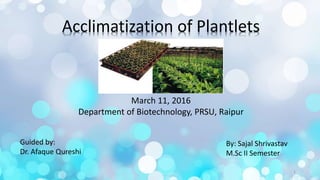 Acclimatization of Plantlets
March 11, 2016
Department of Biotechnology, PRSU, Raipur
By: Sajal Shrivastav
M.Sc II Semester
Guided by:
Dr. Afaque Qureshi
1
 