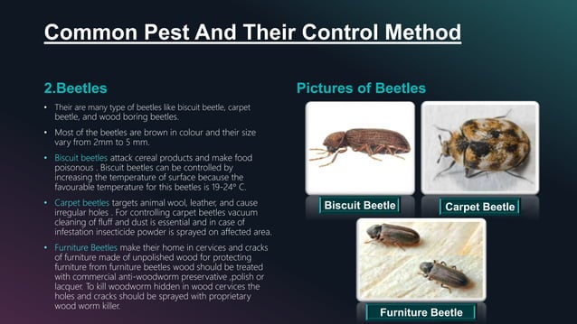 Pest and Pest Control in Hotel