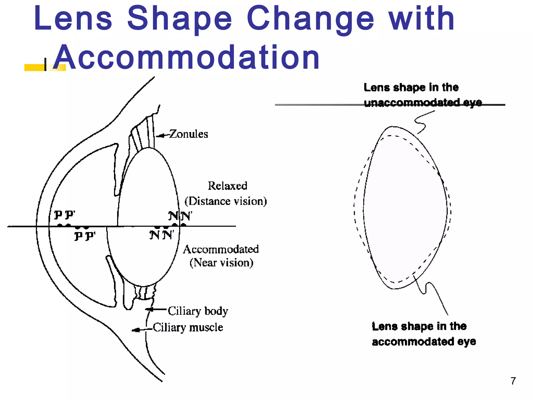 7
Lens Shape Change with
Accommodation
 