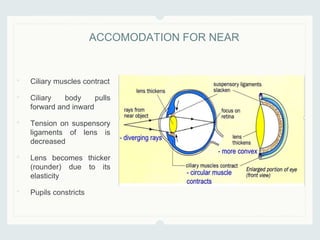 • Ciliary muscles contract
• Ciliary body pulls
forward and inward
• Tension on suspensory
ligaments of lens is
decreased
• Lens becomes thicker
(rounder) due to its
elasticity
• Pupils constricts
ACCOMODATION FOR NEAR
 