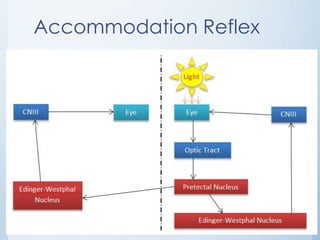 Accommodation Reflex

 
