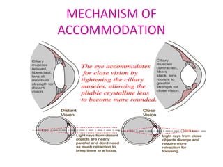 MECHANISM OF
ACCOMMODATION
 