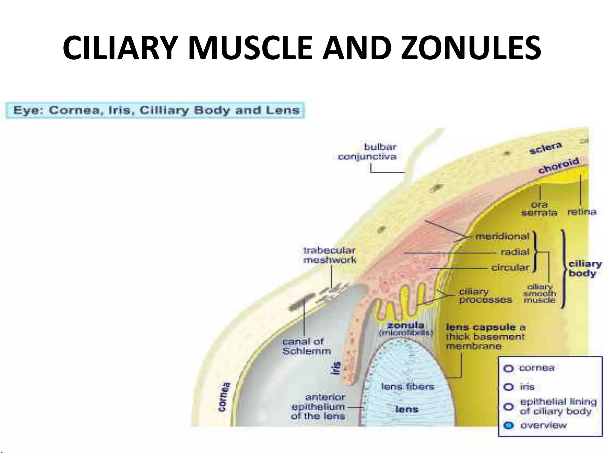 CILIARY MUSCLE AND ZONULES
 