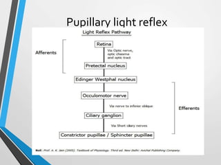 Pupillary light reflex
 