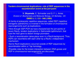 Tandem chromosomal duplications: role of REP sequences in the
            recombination event at the join-point

                V. Shyamala, E. Schneider and G. F. L. Ames
     Division of Biochemistry and Molecular Biology, UC Berkeley, CA
                      EMBO J. 9, 939 - 946 (1990)
•A family of prokaryotic repetitive sequences, called REP (repetitive
extragenic palindromic) is involved in the formation of chromosomal
rearrangements such as duplications.
•Here through SSP-PCR we have characterized the join-points of
seven RecA+ tandem duplications in Salmonella typhimurium, that
fuse the hisD gene to distant foreign promoters
• Such a recombination takes place even in a RecA-background. Thus,
REPs can recombine with each other by a RecA(-)-independent
mechanism
•Some RecA-duplications occurred outside of REP sequences by
recombination within a 7 bp homology.
•Possible roles for the known interaction between DNA gyrase and
REP in chromosomal rearrangements are discussed.
                               V. Shyamala                             37


Blood
 