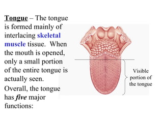 Overall, the tongue has  five  major functions: Tongue  – The tongue is formed mainly of interlacing  skeletal muscle  tissue.  When the mouth is opened, only a small portion of the entire tongue is actually seen.  Visible portion of the tongue 