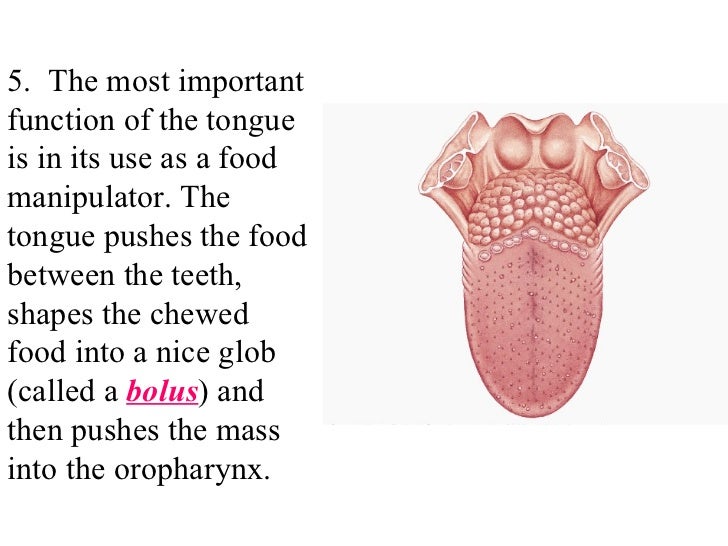 Acc organs digestion