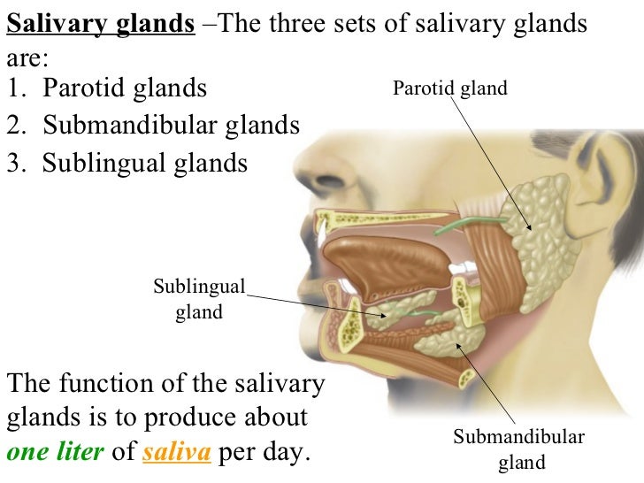 what organ produces salivary amylase This independent site is for education and information about digestive enzymes there is a large need to provide practical and general information on enzyme therapy for a. what organ produces salivary amylase This independent site is for education and information about digestive enzymes there is a large need to provide practical and general information on enzyme therapy for a.