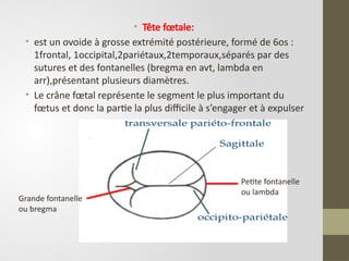 • Tête fœtale:
• est un ovoide à grosse extrémité postérieure, formé de 6os :
1frontal, 1occipital,2pariétaux,2temporaux,séparés par des
sutures et des fontanelles (bregma en avt, lambda en
arr),présentant plusieurs diamètres.
• Le crâne fœtal représente le segment le plus important du
fœtus et donc la partie la plus difficile à s’engager et à expulser
Petite fontanelle
ou lambda
Grande fontanelle
ou bregma
 