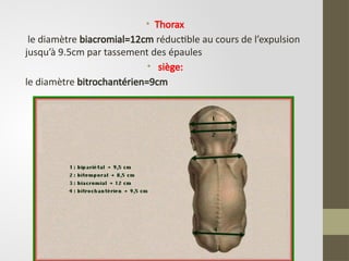 • Thorax
le diamètre biacromial=12cm réductible au cours de l’expulsion
jusqu’à 9.5cm par tassement des épaules
• siège:
le diamètre bitrochantérien=9cm
 