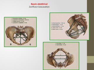 Bassin obstétrical
2orifices+1excavation
 