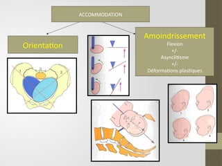 ACCOMMODATION
Orientation
Amoindrissement
Flexion
+/-
Asynclitisme
+/-
Déformations plastiques
 