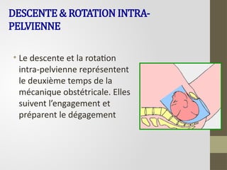 DESCENTE & ROTATION INTRA-
PELVIENNE
• Le descente et la rotation
intra-pelvienne représentent
le deuxième temps de la
mécanique obstétricale. Elles
suivent l’engagement et
préparent le dégagement
 