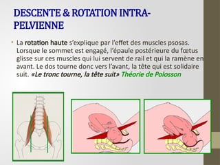 DESCENTE & ROTATION INTRA-
PELVIENNE
• La rotation haute s’explique par l’effet des muscles psosas.
Lorsque le sommet est engagé, l’épaule postérieure du fœtus
glisse sur ces muscles qui lui servent de rail et qui la ramène en
avant. Le dos tourne donc vers l’avant, la tête qui est solidaire
suit. «Le tronc tourne, la tête suit» Théorie de Polosson
 