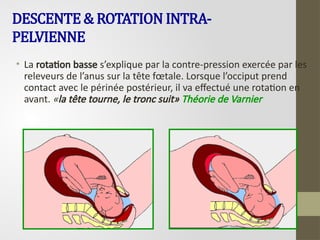 DESCENTE & ROTATION INTRA-
PELVIENNE
• La rotation basse s’explique par la contre-pression exercée par les
releveurs de l’anus sur la tête fœtale. Lorsque l’occiput prend
contact avec le périnée postérieur, il va effectué une rotation en
avant. «la tête tourne, le tronc suit» Théorie de Varnier
 