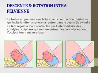 DESCENTE & ROTATION INTRA-
PELVIENNE
• Le fœtus est poussée vers le bas par la contraction utérine ce
qui incite la tête (la sphère) à rentrer dans le bassin (le cylindre)
La tête reçoit la force contractile par l’intermédiaire des
condyles occipitaux qui sont excentrés : les condyles et donc
l’occiput tournent vers l’avant
 