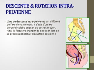 DESCENTE & ROTATION INTRA-
PELVIENNE
• L’axe de descente intra-pelvienne est différent
de l’axe d’engagement. Il s’agit d’un axe
perpendiculaire au plan du détroit moyen.
Ainsi le fœtus va changer de direction lors de
sa progression dans l’excavation pelvienne
 