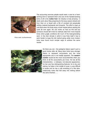 Photo credit: Joe Benshemesh
The accounting services people would seek a vote for a hard-
working bird to represent them and one of the hardest-working
birds of all is the mallee fowl. Its industry is truly amazing - it
starts work about May preparing for the busy season ahead and
from then on is faced with a life of constant toil perpetually
shifting material backwards and forwards. The effort is kept up
until April when the birds enjoy a brief respite before starting the
cycle all over again. No one works as hard as this bird but
someone should tell it that its methods date from more tropical
times when jungle conditions did much of the heat-generating
work. In the drier climate in which it now finds itself it has to
work harder to keep the old method going while more modern
birds have found much simpler ways to achieve the same
results.
So there you are - the peregrine falcon wasn't such a
good choice after all. Many other birds have stronger
claims to represent accountants and the most
appropriate one is not readily apparent. The western
warbler would be the most accountant-like when you
think of all the accountants you know. He has all the
characteristics - a dull-grey, non-descript appearance;
he has very few distinguishing features; he is shy and
retiring; he hides in the middle of cover, is very difficult
to locate and he has a call consisting of a few slow,
melancholy notes that trail away into nothing before
the call is finished……
 