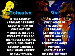 Cohesive

Size

If the secondlanguage learning
group is firm or
cohesive the
members tends to
separate itself to
the target language
group. This makes
Second Language
Acquisition harder
to accomplish.

A large
population of
the secondLanguage
learning group
then it makes
language
acquisition more
difficult.
Conflicts may
emerge between

 