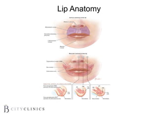 Classification of 15 Anatomical Lip Zones for Injection During Lip Augmentationa
Figure Legend:
Lip Anatomy
 