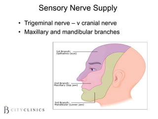 Sensory Nerve Supply
• Trigeminal nerve – v cranial nerve
• Maxillary and mandibular branches
 