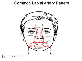 Common Labial Artery Pattern
 