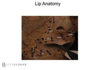 Lip Anatomy
 