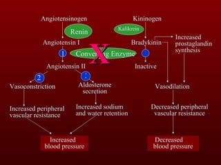 Angiotensinogen Angiotensin I Angiotensin II Vasoconstriction Increased peripheral vascular resistance Increased   blood pressure Aldosterone secretion Increased sodium and water retention Kininogen Bradykinin Inactive Increased prostaglandin synthesis Vasodilation Decreased peripheral vascular resistance Decreased  blood pressure Kalikrein Converting Enzyme 2 2 1 1 X Renin 