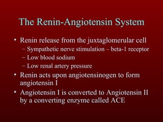 The Renin-Angiotensin System Renin release from the juxtaglomerular cell Sympathetic nerve stimulation – beta-1 receptor Low blood sodium Low renal artery pressure Renin acts upon angiotensinogen to form angiotensin I Angiotensin I is converted to Angiotensin II by a converting enzyme called ACE 