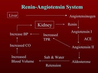 Liver Angiotensinogen Angiotensin I Angiotensin II Aldosterone Increased Blood Volume Increase BP Kidney Renin ACE Renin-Angiotensin System Increased TPR Increased CO Salt & Water Retension 