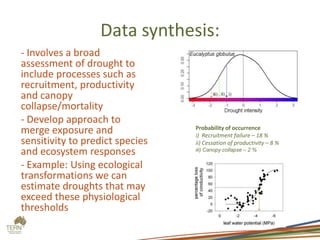 Data synthesis:
- Involves a broad
assessment of drought to
include processes such as
recruitment, productivity
and canopy
collapse/mortality
- Develop approach to
merge exposure and
sensitivity to predict species
and ecosystem responses
- Example: Using ecological
transformations we can
estimate droughts that may
exceed these physiological
thresholds
Probability of occurrence
i) Recruitment failure – 18 %
ii) Cessation of productivity – 8 %
iii) Canopy collapse – 2 %
 