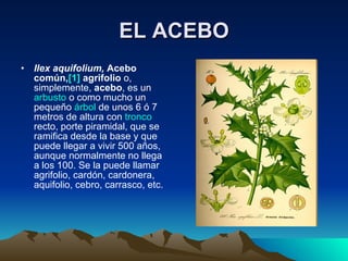 EL ACEBO Ilex aquifolium,  Acebo común, [1]   agrifolio  o, simplemente,  acebo , es un  arbusto  o como mucho un pequeño  árbol  de unos 6 ó 7 metros de altura con  tronco  recto, porte piramidal, que se ramifica desde la base y que puede llegar a vivir 500 años, aunque normalmente no llega a los 100. Se la puede llamar agrifolio, cardón, cardonera, aquifolio, cebro, carrasco, etc.  