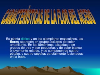 Es planta  dioica  y en los ejemplares masculinos, las  flores  aparecen en grupos axilares de color amarillento. En los femeninos, aisladas o en grupos de tres y son pequeñas y de color blanco o levemente rosado, y se componen de cuatro pétalos y cuatro sépalos parcialmente fusionados en la base.  CARACTERÍSTICAS DE LA FLOR DEL ACEBO 