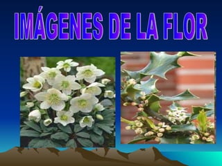 IMÁGENES DE LA FLOR 