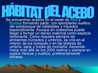 Se encuentran acebos en el oeste de  Asia  y  Europa  formando parte, con ejemplares sueltos, del sotobosque de robledales y hayedos especialmente. Aunque en ocasiones puede llegar a formar un denso matorral como especie dominante. Como requiere siempre de ambientes húmedos y umbríos, se cría en el interior de los bosques o en las laderas de umbría, tajos y hoces de montaña. Asciende hasta más allá de los 2000 metros y siempre en suelos frescos y sueltos, preferentemente silíceos.  HÁBITAT DEL ACEBO 