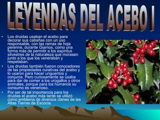 Los druidas usaban el acebo para decorar sus cabañas con un uso responsable, con las ramas de hoja perenne, durante Giamos, como una forma más de permitir a los espíritus silvestres de la naturaleza que morasen junto a los que los veneraban y respetaban. Los druidas también fueron conocedores de las propiedades curativas del acebo y lo usaron para hacer unguentos y conjuros. Pero curiosamente se usaba para dar de comer a los urogallos y otros animales, porque para los humanos su consumo es venenoso. Por ser de tal importancia para los druidas el acebo más tarde se utilizó como emblema de diversos clanes de las Altas Tierras de Escocia. LEYENDAS DEL ACEBO I 