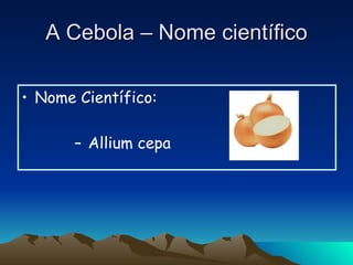 A Cebola – Nome científico Nome Científico:  Allium cepa   
