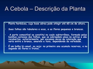A Cebola – Descrição da Planta Planta herbácea, cuja base aérea pode atingir até 60 cm de altura.  Suas folhas são tubulares e ocas, e as flores pequenas e brancas. A parte comestível se constitui no caule subterrâneo, formado pelas bainhas carnosas das folhas, que se sobrepõem umas às outras e são recobertas, exteriormente, por escamas secas de coloração que varia entre o branco, amarelo e toxo, dependendo da variedade. É um bolbo bi-anual, ou seja: no primeiro ano acumula reservas, e no segundo dá flores e frutos.   