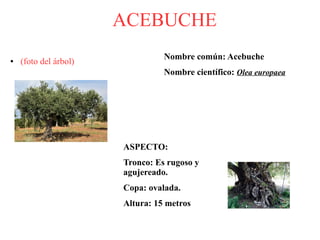 ACEBUCHE
Nombre común: Acebuche
Nombre científico: Olea europaea
ASPECTO:
Tronco: Es rugoso y
agujereado.
Copa: ovalada.
Altura: 15 metros
● (foto del árbol)
 